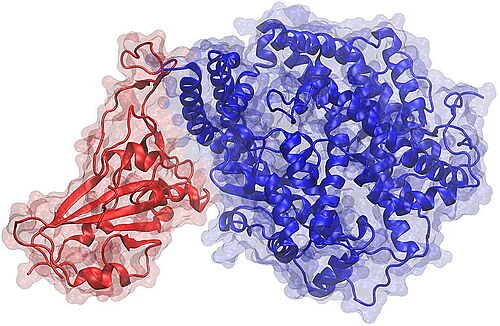 Rezeptorbindedomäne des Spike-Proteins (rot) des Spike-Protein RBD (rot) des SARS-CoV-2-Virus, gebunden an den menschlichen ACE2-Rezeptor (blau)
