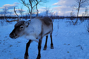 Ein Rentier im winterlichen Schwedisch-Lappland