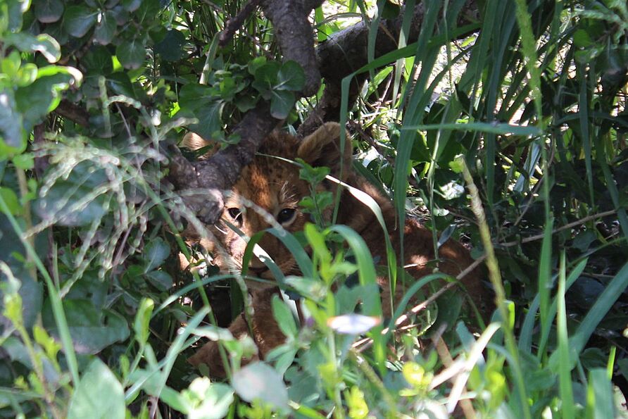 Natürlich durfte auch eine Safari in der Masai Mara nicht in meinem Programm fehlen. Dort habe ich dieses Löwenbaby gesehen.