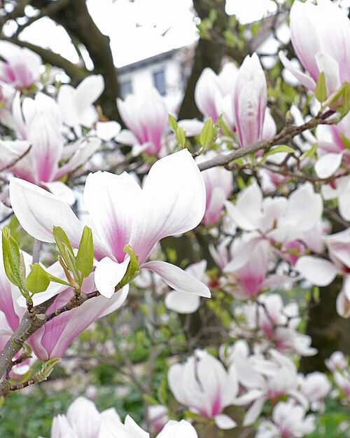 Magnolienblüte im Botanischen Garten