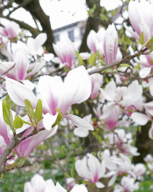 Blossoming magnolia in the Botanical Garden