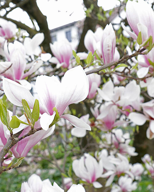 Magnolienblüte im Botanischen Garten