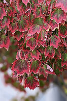Nahaufnahme von roten Blättern eines kanadischen Ahornbaums.