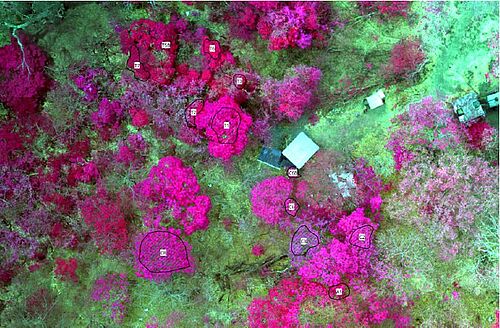 Forschungsprojekt Isodrones: graphische Auswertung der Vegetation