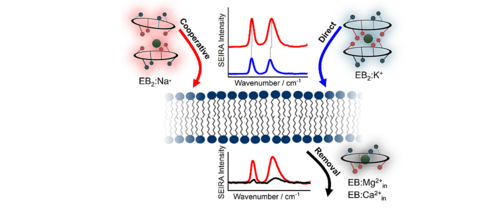 TOC  https://doi.org/10.1002/cplu.202400159