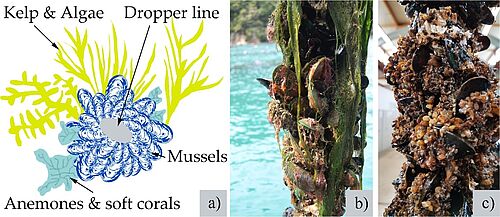 Figure is showing a sketch and photos of Mussel Dropper Lines