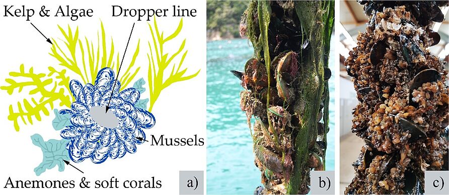 Figure is showing a sketch and photos of Mussel Dropper Lines