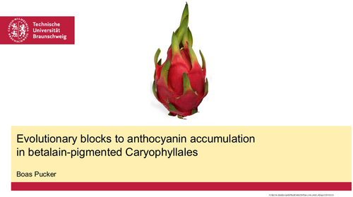 Evolutionary blocks to anthocyanin accumulation in betalain-pigmented Caryophyllales