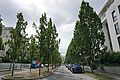 Säulenleichen am Max Osterloh Platz, teilversiegelt
