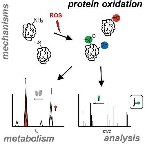Hellwig Group - Protein Oxidation