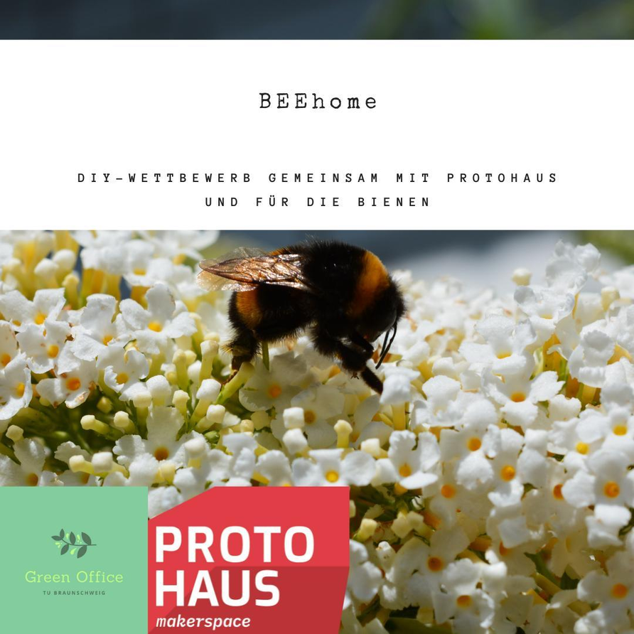 Veranstaltuns-Teaser-Bild. Eine Hummel holt sich Nektar aus ein paar weißen Blüten