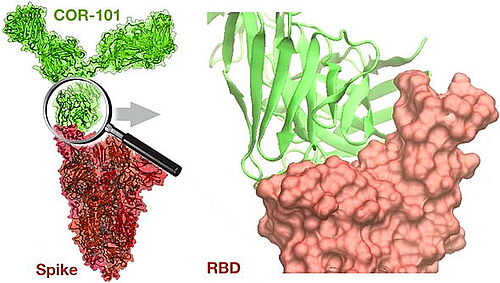 COR-101 binds Spike