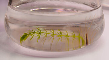 Ceratophyllum submersum in vitro culture