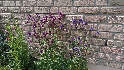 Aquilegia vulgaris