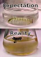 A meme about sterile/unsterile plant in vitro cultures