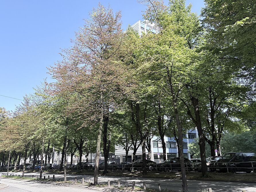 Linden in Hamburg