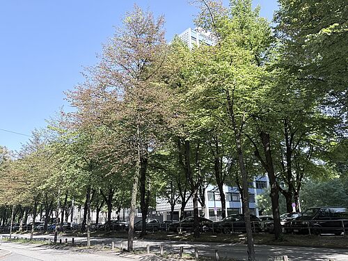 Linden in Hamburg