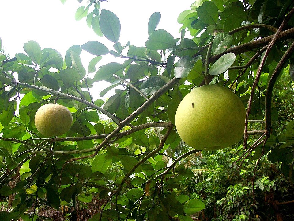 Pampelmuse am Baum