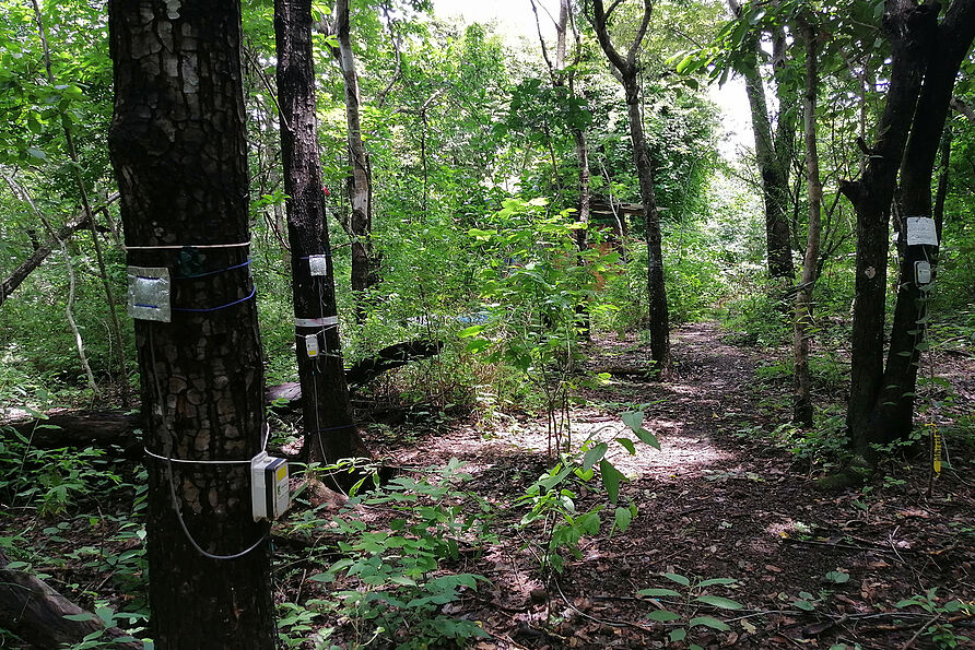 Stabile Wasserisotope werden in situ – also direkt im Feld – im Stamm von Bäumen gemessen. 