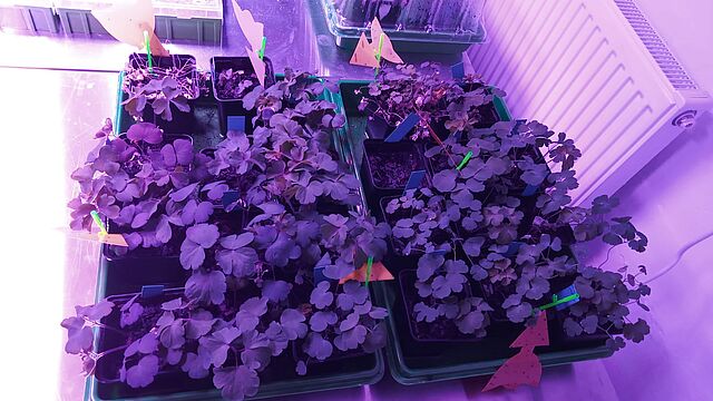 Aquilegia plants in cultivation room