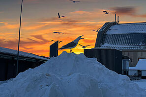 Eine kreischende Möwe auf einem Schneehügel mit einer rötlichen Sonne und anderen Möwen im Hintergrund.