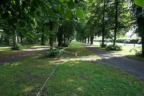 Linden im Prinzenpark