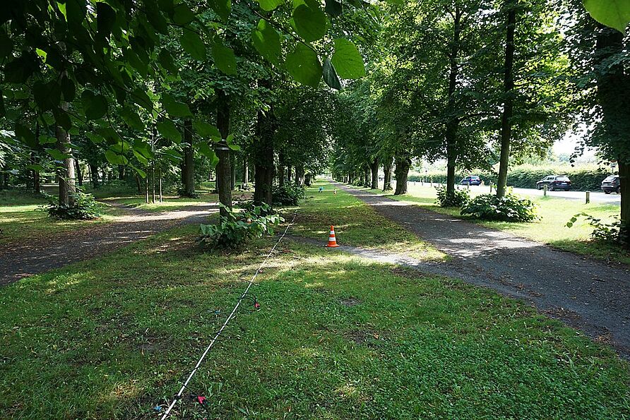 Linden im Prinzenpark