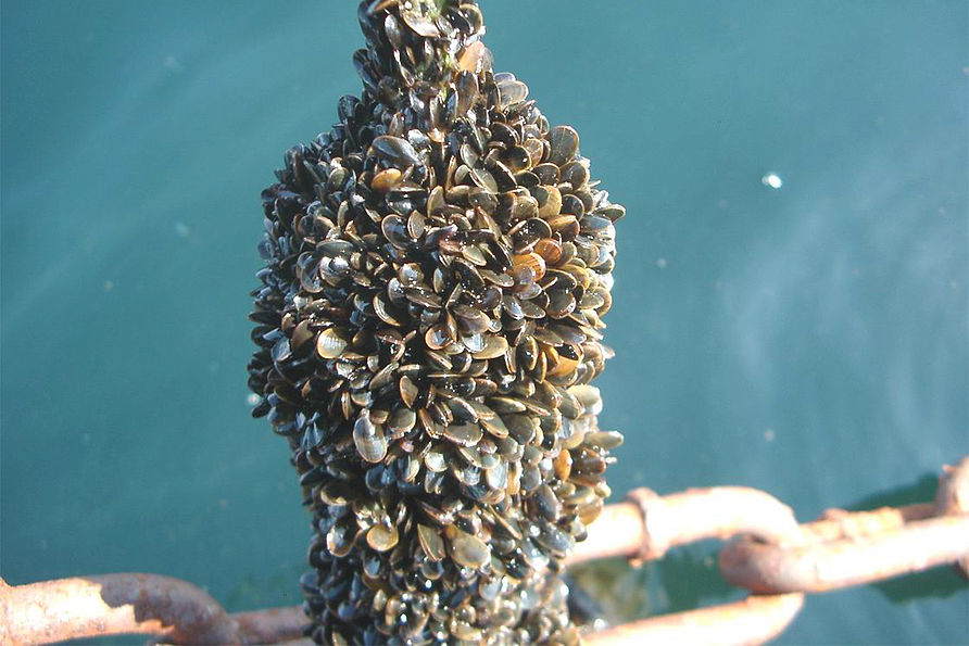 Von Muscheln besiedeltes Verankerungsseil