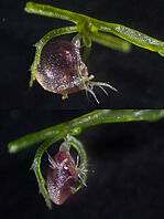 Two pictures of a red colored Utricularia gibba trap, from the side and from the front. The entrance of the bladder shaped trap is decorated with hair-like structures.