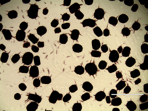 S. coelicolor Pellets (10x Vergrößerung)