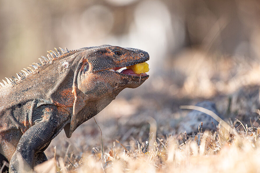 Leguan Stratzlawski hat sich einen Obst-Snack geschnappt. 