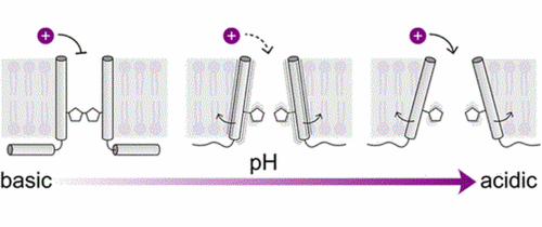 TOC DOI: 10.1021/jacs.5c05111