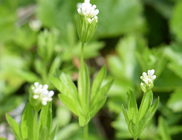 echter Waldmeister