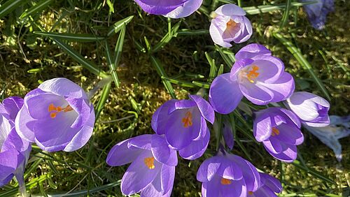 Foto von Krokussen auf einer Wiese