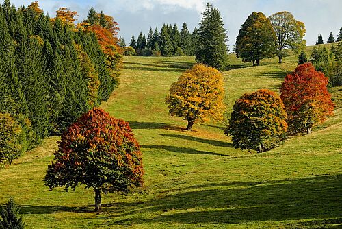 Bäume, z.T. in Herbstfärbung