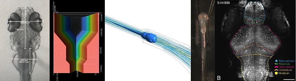 A microfluidic device for physiology-based neural circuit analysis