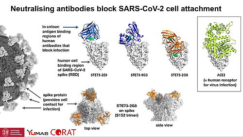 CORAT antibodies blocking SARS-CoV-2 infection