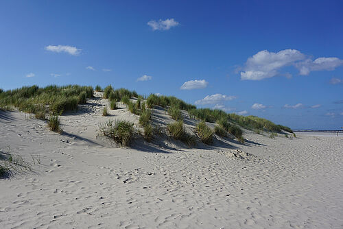 Düne am Nordstrand von Spiekeroog.             