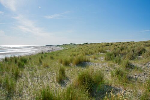 Ein Sandstrand mit Dünengras. Im Hintergrund ist das Meer zu sehen.