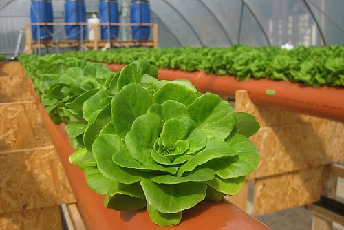 Salatanbau auf der Pilotierungsanlage in Wolfsburg-Hattorf im Forschungsprojekt HypoWave