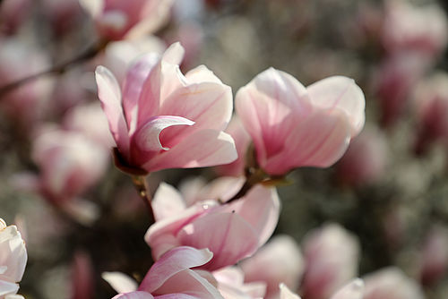 Magnolienblüte im Botanischen Garten