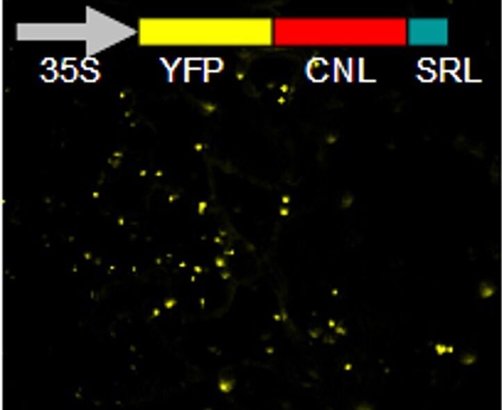 Reporter-based localization of CNL to peroxisomes