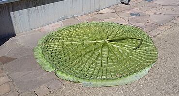 Blattunterseite der Riesenseerose Victoria cruziana 