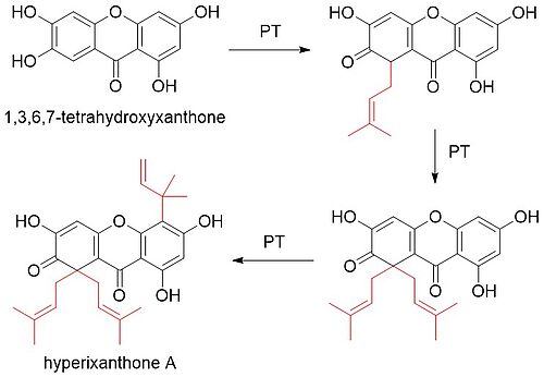 Biosynthese von Hyperixanthon A