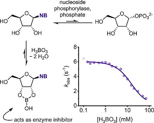 Borate Esterification