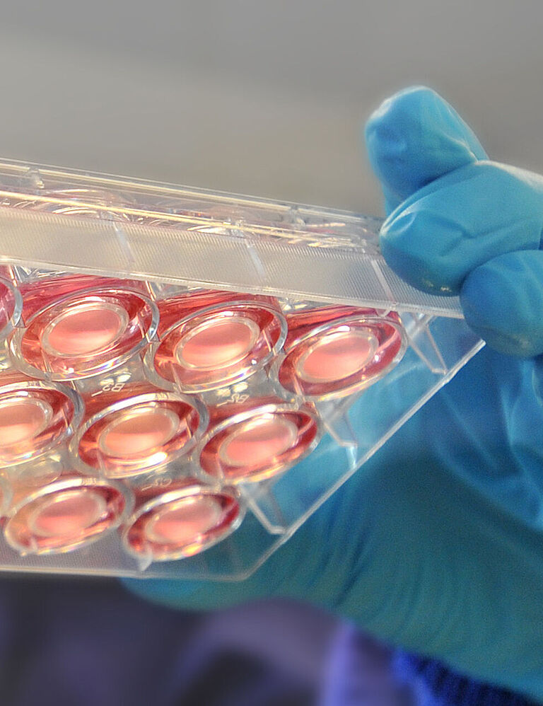 Research associate Christian Kölln inspects a cell culture plate with 12 inserts under the sterile workbench.