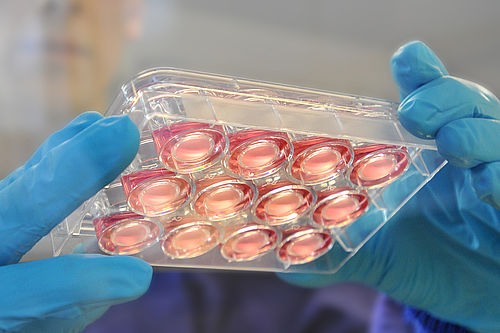 Research associate Christian Kölln inspects a cell culture plate with 12 inserts under the sterile workbench.