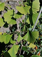 Ginkgo vor dem Institut für Pflanzenbiologie