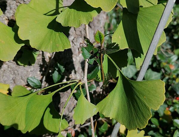 Ginkgo vor dem Institut für Pflanzenbiologie