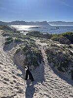 Pinguin
